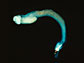 Photo of a shipworm