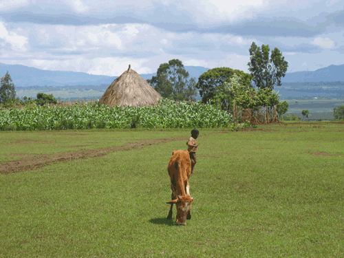 In Ethiopia, OFDA programs incorporate livestock and agriculture in  livelihood diversification strategies. 