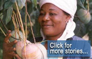 Ghana - This farmer is now the main supplier of fresh mangoes and mango seedlings in her region  ...  Click for more stories...