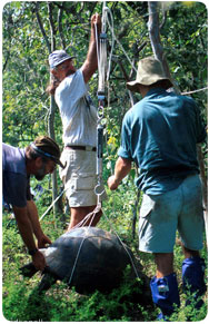 Weighing a giant tortoise in the Galapagos Islands