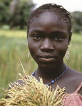 USAID funds research that improves crops and makes them more resistant to disease and drought.