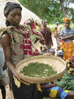 Ana Antonio holds a basket with squash leaves that she will dry for later use. These leaves add protein and vitamins, especially vitamin A, to her children’s porridge.