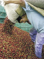 The USAID Regional Quality Coffee Program facilitated the export of nearly 1,200 tons of quality coffee in FY 2004.