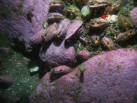 Cobbles with magenta calcareous algae, starfish, and mussels.