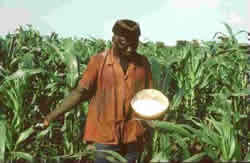 Photo - farmer in maise filed