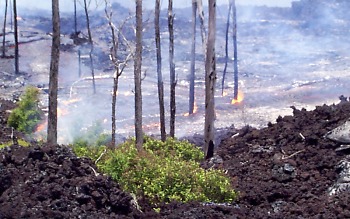 View of pahoehoe flow moving through `oh`ia forest, Kilauea Volcano, Hawai`i