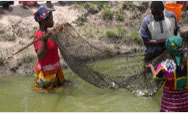 A group of small farmers who operate a fish farm use a net to catch young tilapia - Click to read this story