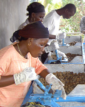 Workers in Boke, Guinea use dehullers to take cashew nuts out of their hard shells