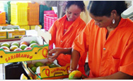 Employees of a mango-packing plant near Santo Domingo prepare mangos for export to the United States - Click to read this story