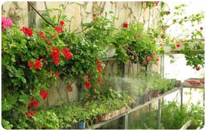 Hothouse flowers being watered by harvested rain water.