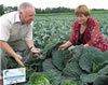 'Iron Lady' Lyudmyla Sobol and associate check the cabbage crop