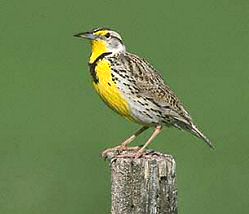 Photo of a meadowlark - Photo credit:  U.S. Fish and Wildlife Service