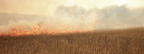 Photo of a prescribed fire in progress - Photo credit:  U.S. Fish and Wildlife Service