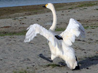 whooper swan marked with a global positioning system transmitter