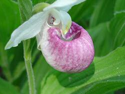 Photo of a pink lady slipper - Photo credit:  U.S. Fish and Wildlife Service / Shawn May