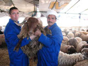 image of two Moroccan men holding a sheep