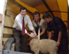 Brock Bierman assists with sheep distribution