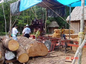 Miembros de la comunidad en Petén preparan la madera de caoba para el embarque.