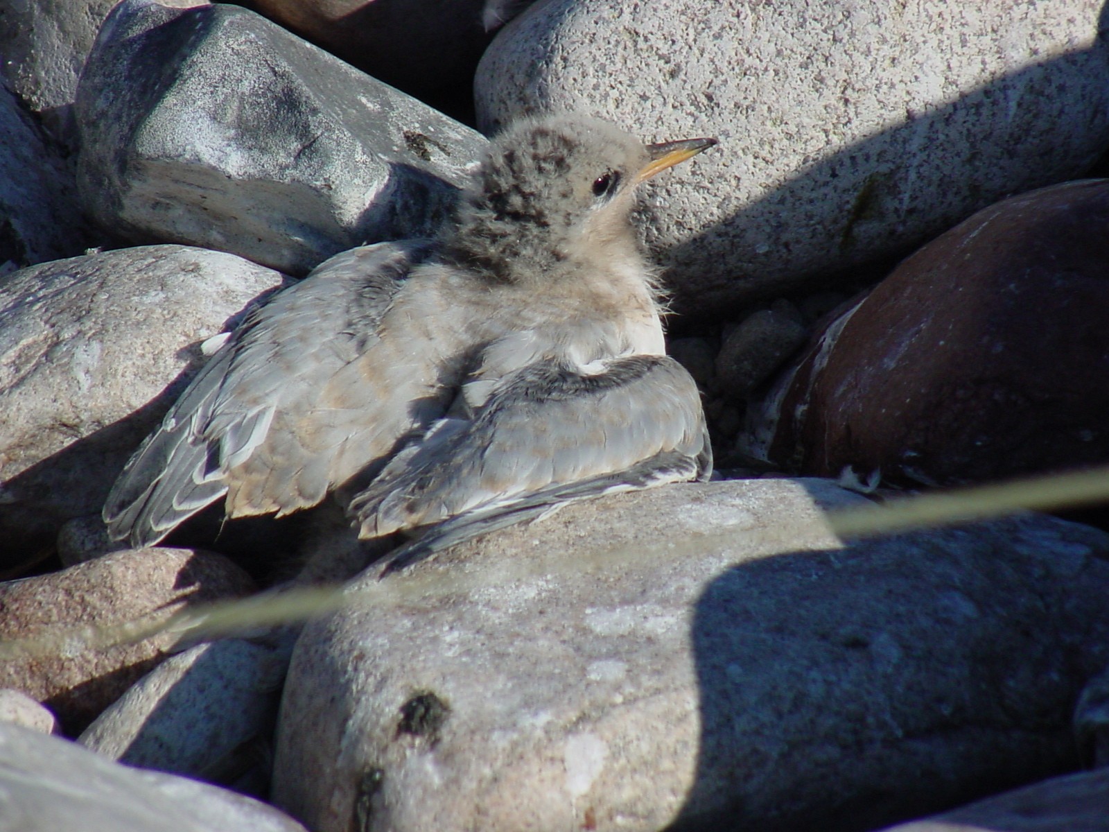 A Common Tern about 22 days old
