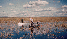 Ricers on Rice Lake