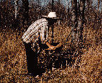 Winnowing the rice