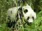 Scientists will conduct research on the interaction of pandas, humans and ecosystems in China.