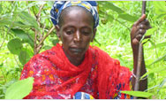 Mampatim resident Fatoumata Dembo digs for the wild sweet root inyam, or ‘nyambi’ in the Pulaar language - Click to read this story