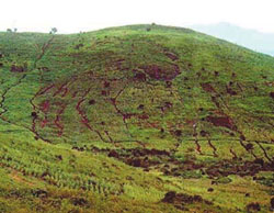 Photo of a field of maize, that was planted with little or no fertilizer.