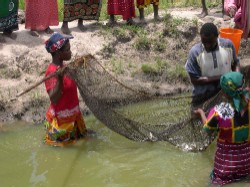A group of small farmers who operate a fish farm use a net to catch young tilapia. 