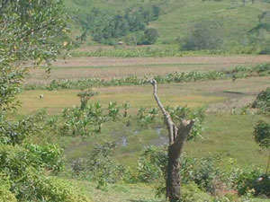 The rudimentary irrigation system in this valley had broken down, making the land either too wet or dry for cultivation. The surrounding hillsides had been used for slash-and-burn agriculture, and the basin was clogged with silt and invasive plants.