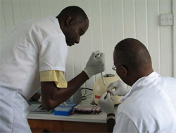Technicians at Guyana's new Veterinary Diagnostic Laboratory in Georgetown test blood samples from commercial poultry farms for the bird flu virus. The 900 preliminary tests that were carried out all proved negative.