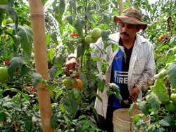 Photo: Miguel Ortiz works at a greenhouse tomato harvest in Jayaque, La Libertad, in southwestern El Salvador