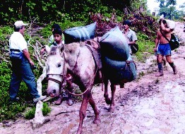 Image of By Foot and Mule, farmers in the Peruvian Andes transport freshly picked coffee cherries to the local mill for pulping, drying, processing, sorting, and shipping.