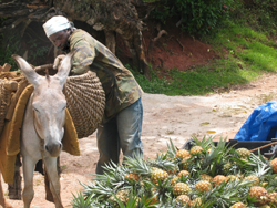 Jamaican farmer Outie Auchope loads his crop in Ginger Hill, St. Elizabeth, near one of the demonstration plots where farmers are learning special planting techniques.