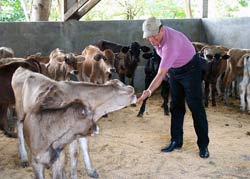 Daniel Nunez, president of the Cattle Raising Commission of Nicaragua, tends to his 