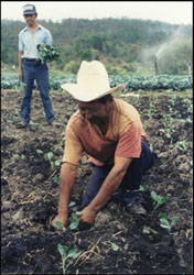 Photo of Luis Flores, a sales manager for a small produce distributor in La Esperanza.