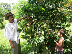 A farmer inspects his coffee shrub, planted in fields that once grew illegal crops, with his son near Turbó, in Colombia’s Urabá region.