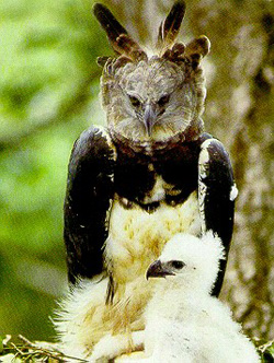 The Harpy Eagle, a majestic bird of prey, is Panama’s National Bird.