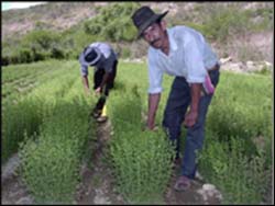Photo: Farmers from Bolivia’s high valleys show off their crops generated by USAID’s oregano project.