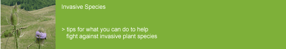 Invasive Species - tips for what you can do to help fight against invasive plants