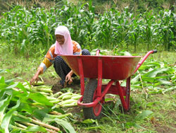 Many believed that after the 2004 tsunami, crops would never again grow in this region. But the efforts of villagers in Jantang proved them wrong.