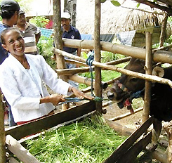 An East Timorese farmer fattens cattle for export to Indonesian West Timor.
