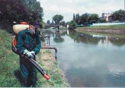 Photo: A Casiopeea exterminator cleaning the Bega canal near Tmisoara.
