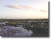 photo of wetland landscape