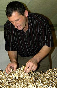 Kvicha Grdzelidze inspects dried
mushrooms at his business in
Sachkere, Georgia.