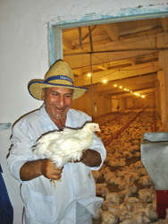 Photo of a veterinarian inspecting chickens