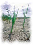 photo of vegetation in soil