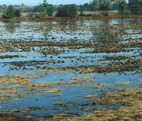 Photo of a moist soil unit that has been flooded to a shallow depth - Photo credit:  U.S. Fish and Wildlife Service / Photo by John Guthrie