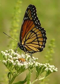 Photo of a monarch butterfly on a flower - Photo credit:  U.S. Fish and Wildlife Service