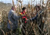 Mrs. Balan (in red shirt) inspects the crop before harvest